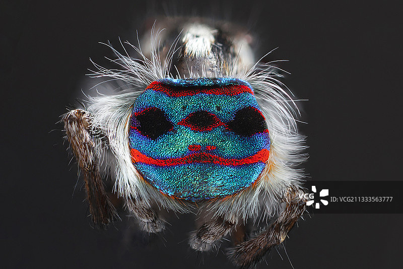 一只雄性孔雀蜘蛛背部的图案和颜色图片素材