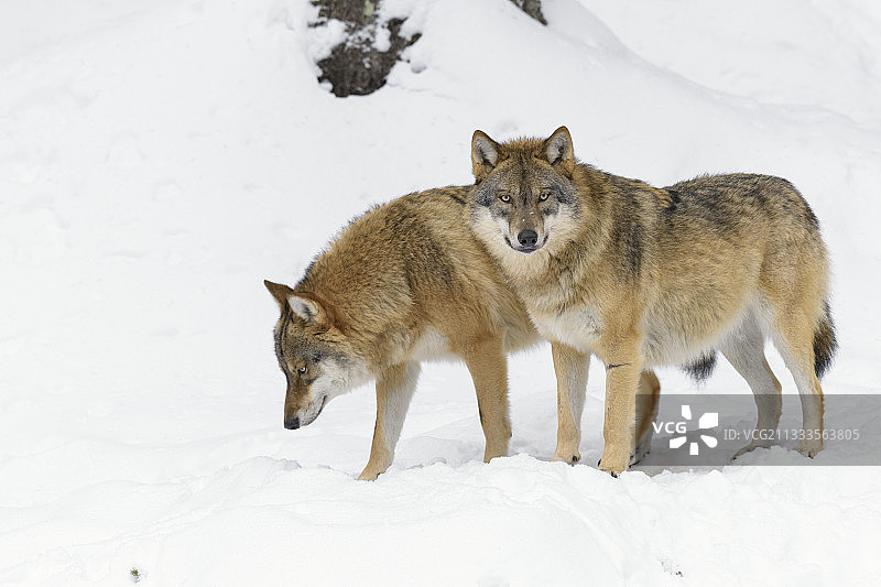 欧洲狼，德国巴伐利亚森林国家公园图片素材