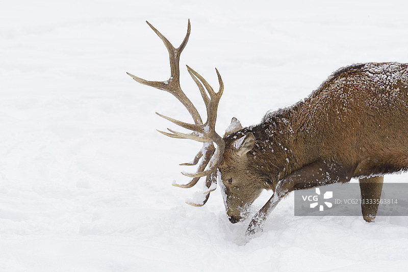 冬季的红鹿，Cervus elaphus，德国巴伐利亚图片素材