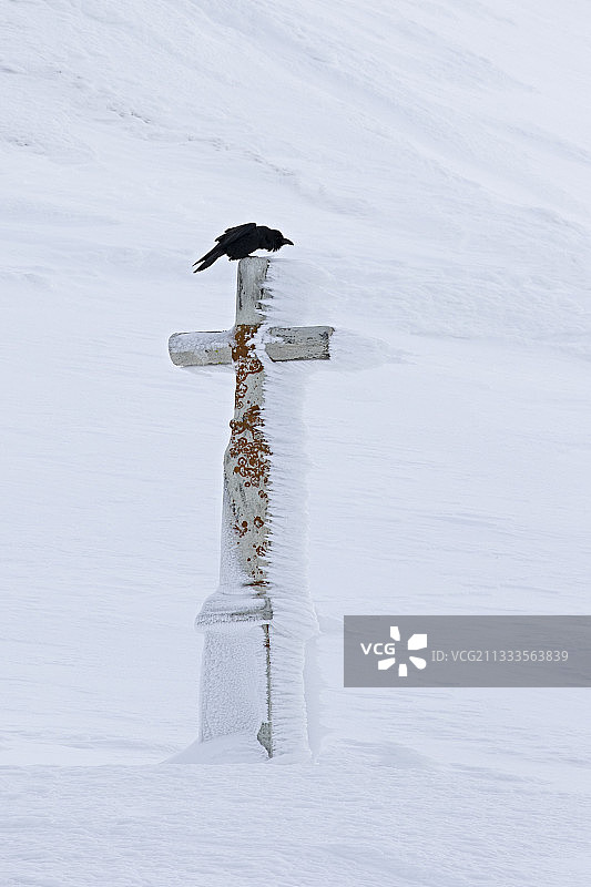 瓦莱州阿尔卑斯山：飞行中的渡鸦图片素材