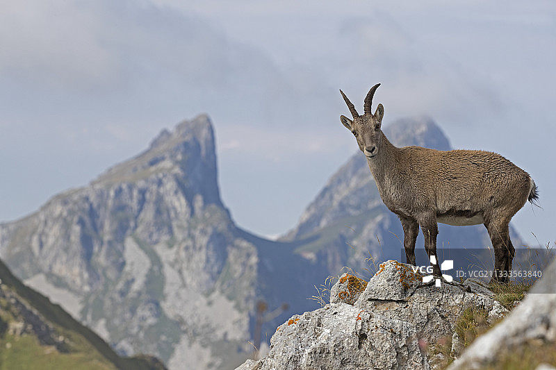 瓦莱州阿尔卑斯山的雌性北山羊图片素材