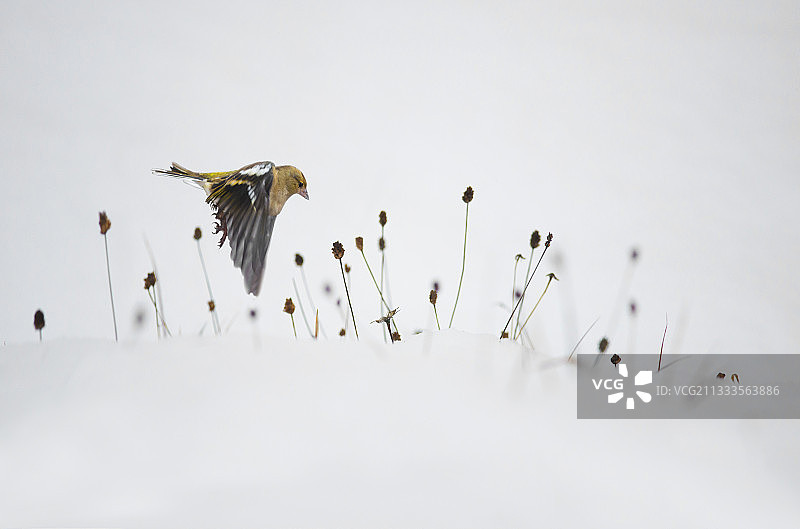 苍头燕雀（Fringilla coelebs）在雪地里觅食Lawnaisy种子，法国北部孚日地区自然公园图片素材