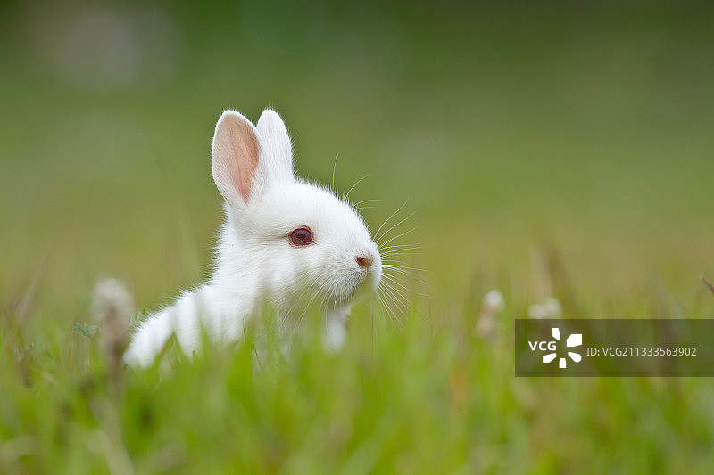 草地上的白色小兔子图片素材