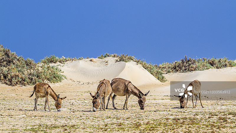 斯里兰卡卡尔皮蒂耶的马纳尔驴图片素材