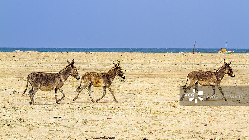 斯里兰卡卡尔皮蒂耶的马纳尔驴图片素材