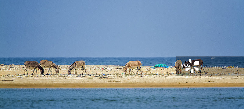 斯里兰卡卡尔皮蒂耶的马纳尔驴图片素材