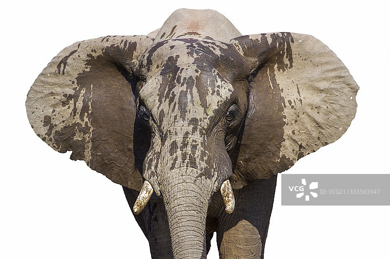 非洲丛林象（非洲象）肖像，白色背景隔离图片素材