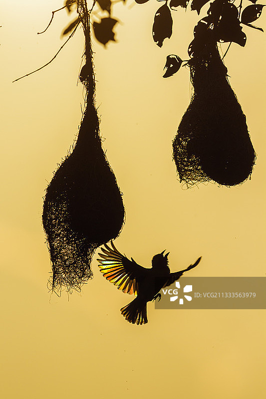 斯里兰卡米内日亚国家公园的黄胸织布鸟（Ploceus philippinus）飞行和筑巢图片素材