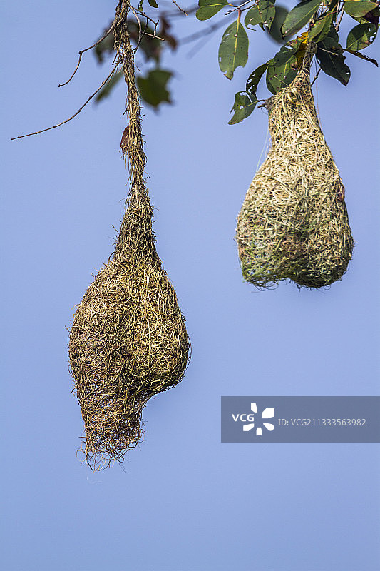 斯里兰卡米内日亚国家公园的黄鹂（Ploceus philippinus）巢穴图片素材