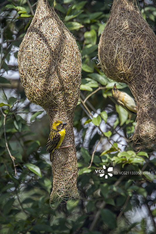 斯里兰卡黄胸织雀巢穴中的一对图片素材