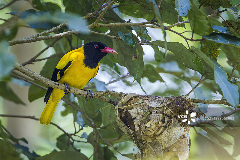黑头黄鹂栖息在斯里兰卡米内日亚国家公园的树枝上图片素材