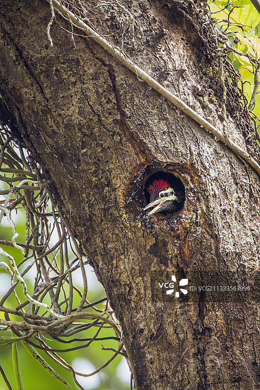 斯里兰卡米内日亚国家公园树干巢穴中的幼年黑背啄木鸟图片素材