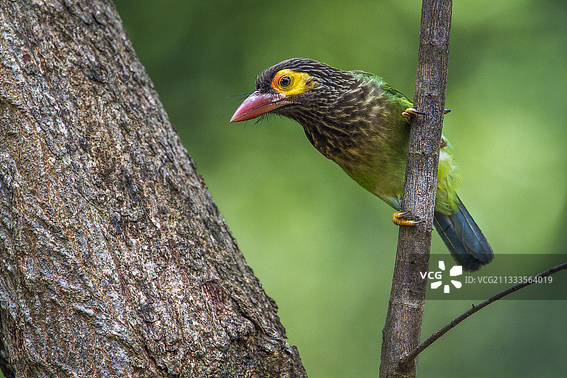 斯里兰卡米内日亚国家公园里树枝上的棕头拟啄木鸟图片素材