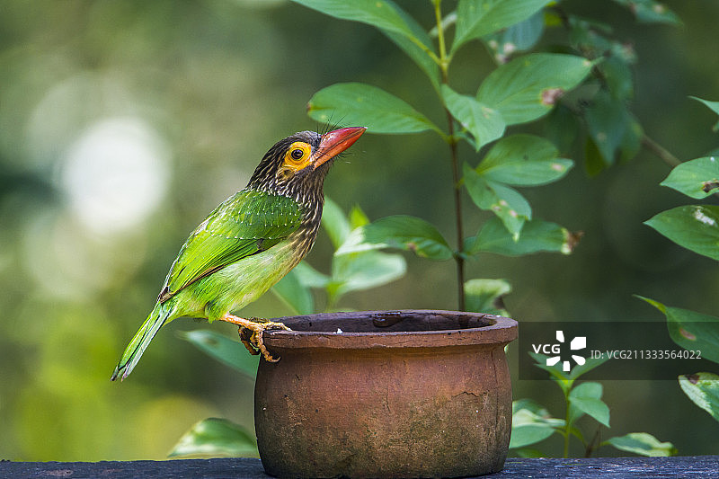 斯里兰卡米内日亚国家公园花盆上的棕头拟啄木鸟图片素材