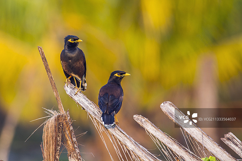 家八哥，斯里兰卡卡尔皮蒂耶图片素材