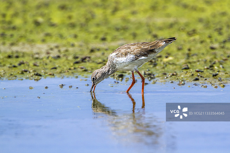 在水中觅食的红脚鹬，斯里兰卡卡尔皮蒂亚图片素材