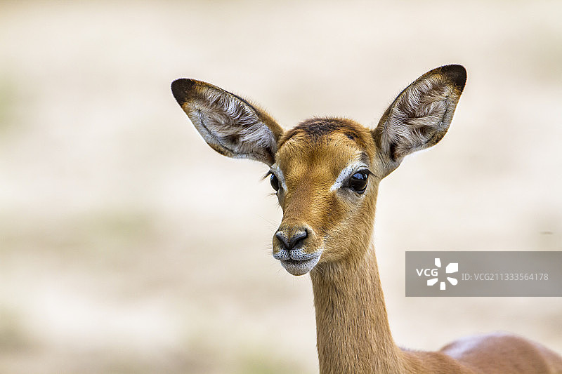 克鲁格国家公园的年轻黑斑羚图片素材