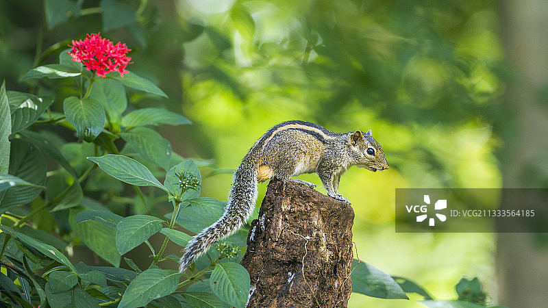 斯里兰卡米内日亚国家公园的印度棕榈松鼠图片素材