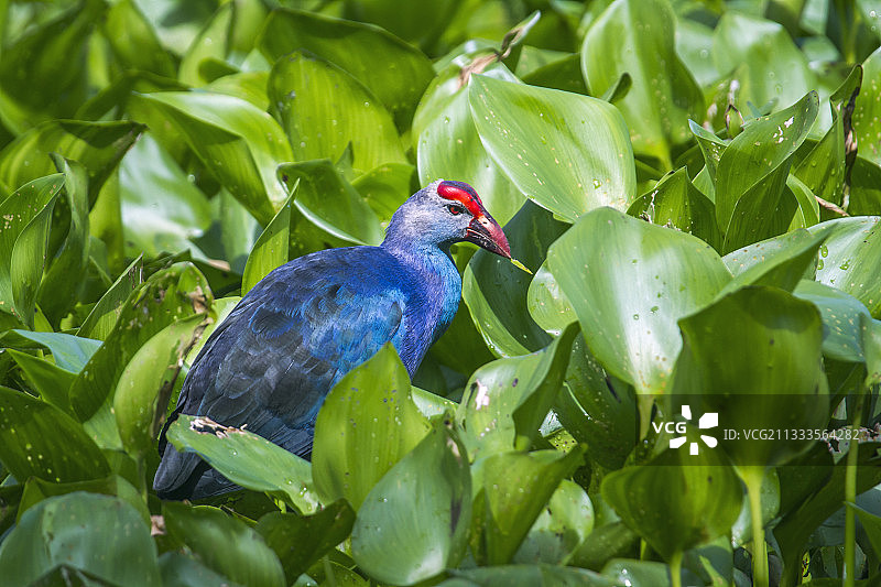 泰国博他仑他莱诺湖的紫水鸡图片素材