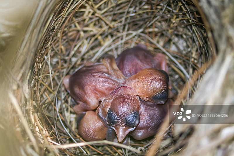 尼泊尔巴尔迪亚国家公园的鹎鸟雏鸟在巢穴图片素材
