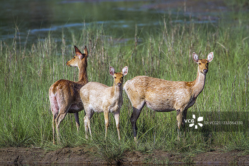 尼泊尔巴迪亚国家公园的泽鹿图片素材