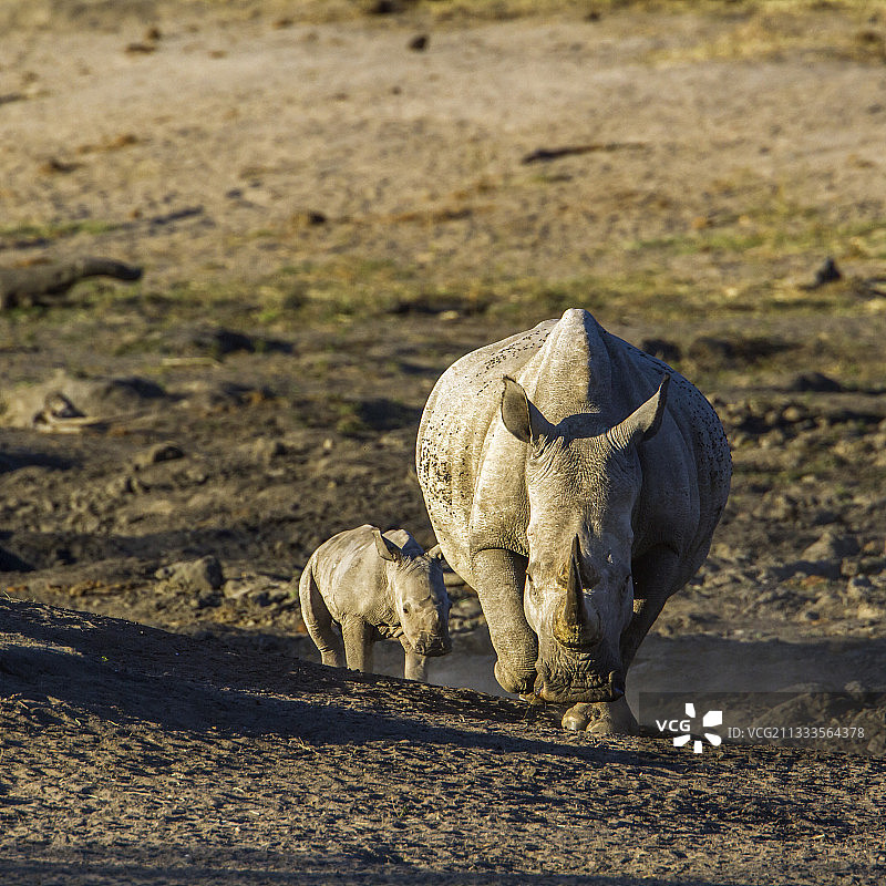 南方白犀牛与幼崽（南非克鲁格国家公园）图片素材