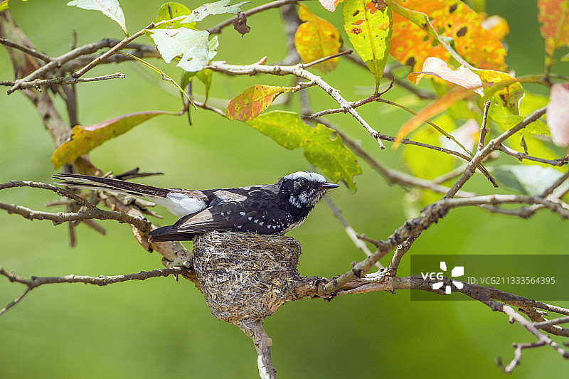 斯里兰卡乌达瓦拉韦国家公园的白眉扇尾鹟鸟巢图片素材