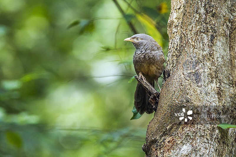 树枝上的黄嘴鹛（斯里兰卡米内日亚国家公园）图片素材