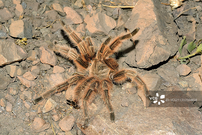 智利圣地亚哥都会区洛瓦尔德斯玫瑰红捕鸟蛛图片素材