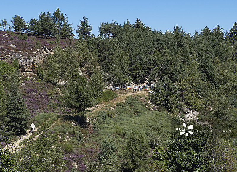 法国洛泽尔省养蜂场图片素材