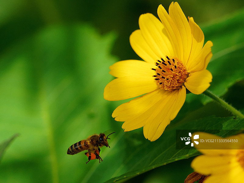 意大利蜜蜂从黄菀花采集花粉和花蜜图片素材
