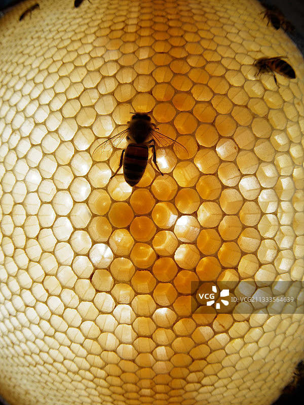 蜜蜂在蜂巢上照顾幼虫图片素材