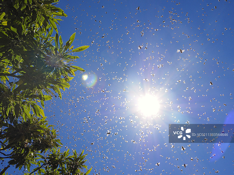 蜜蜂停留在栗子树枝上图片素材