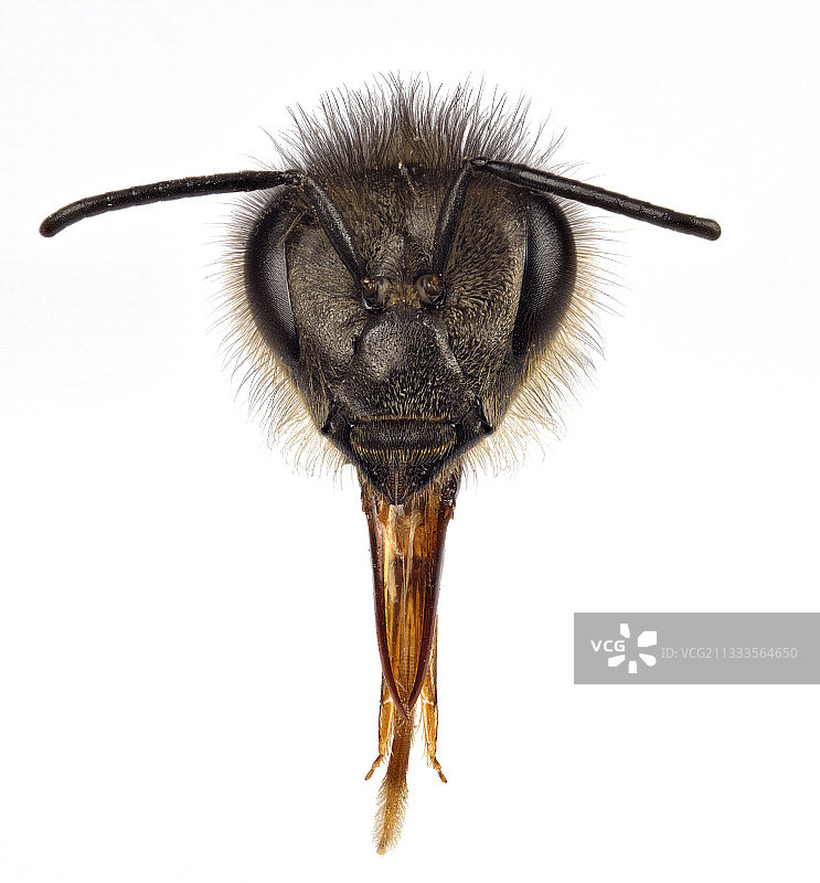 蜜蜂头部特写：复眼、触角和口器图片素材