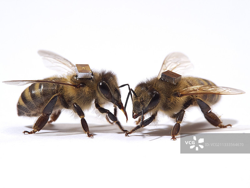 蜜蜂（Apis mellifera）- 研究人员使用微芯片标记蜜蜂，并通过扫描仪识别图片素材