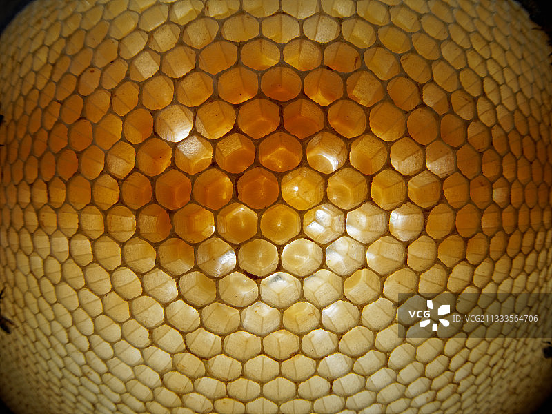 意大利蜜蜂：生产蜂蜡的蜜蜂图片素材