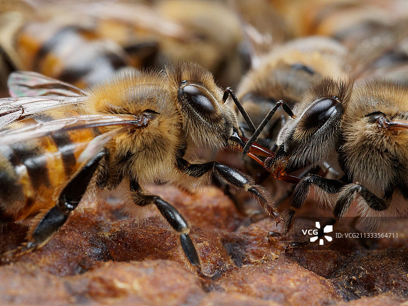 意大利蜜蜂（Apis mellifera ligustica）：蜂蜜由花蜜制成图片素材