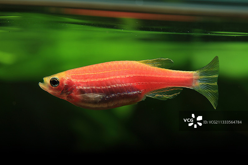 转基因荧光鱼斑马鱼图片素材