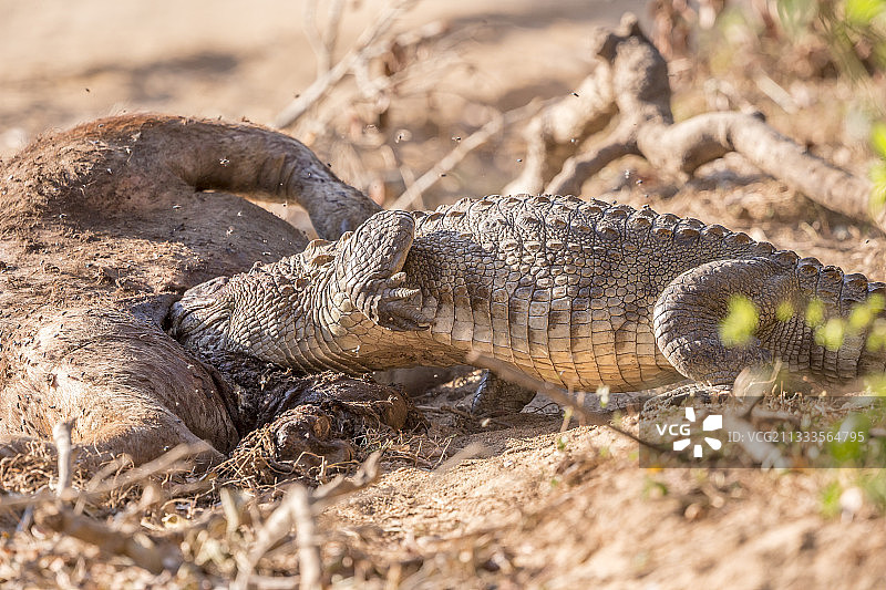 鳄鱼吞食野生水牛尸体，斯里兰卡亚拉国家公园图片素材