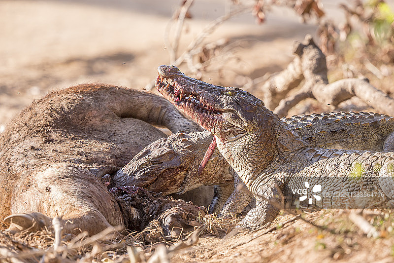 鳄鱼吞食野生水牛尸体，斯里兰卡亚拉国家公园图片素材