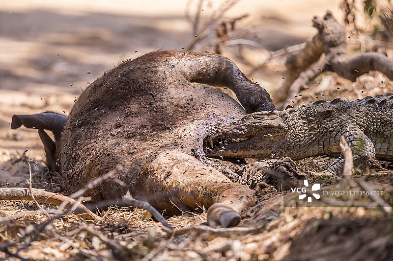 鳄鱼吞食野生水牛尸体，斯里兰卡亚拉国家公园图片素材