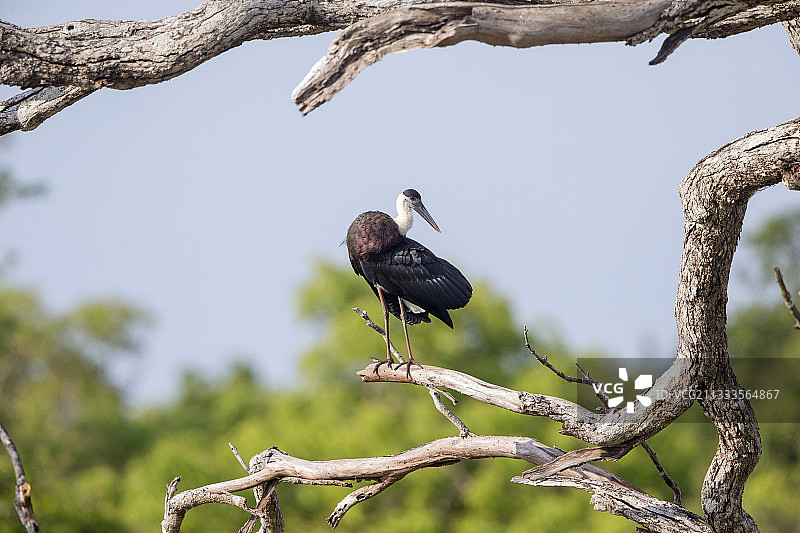 白颈鹳栖息于斯里兰卡西北海岸维尔帕图国家公园的树上图片素材