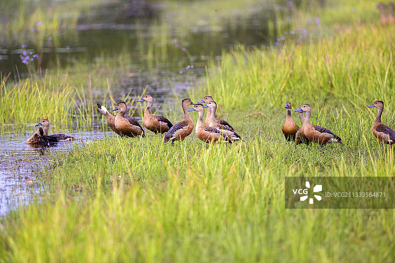 爪哇树鸭群，斯里兰卡西北海岸维尔帕图国家公园图片素材