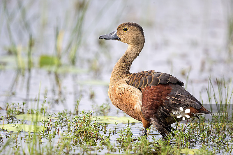 爪哇树鸭，斯里兰卡西北海岸维尔帕图国家公园图片素材