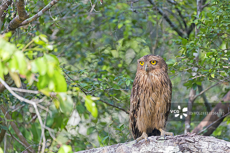 棕色渔鸮（Bubo zeylonensis 或 Ketupa zeylonensis），在树枝上，斯里兰卡威拉帕图国家公园图片素材