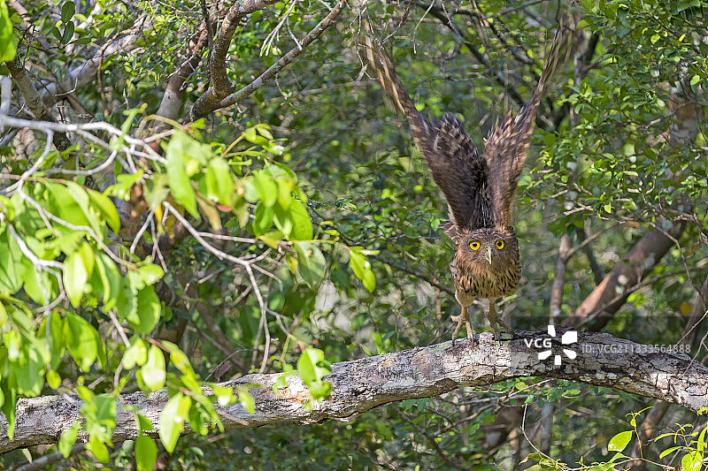 飞行中的棕色渔鸮图片素材