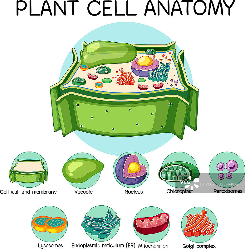 植物细胞生物学解剖图图片素材