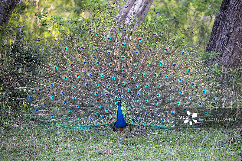 印度蓝孔雀（Pavo cristatus），雄性展示，位于斯里兰卡西北海岸的维尔帕图国家公园图片素材