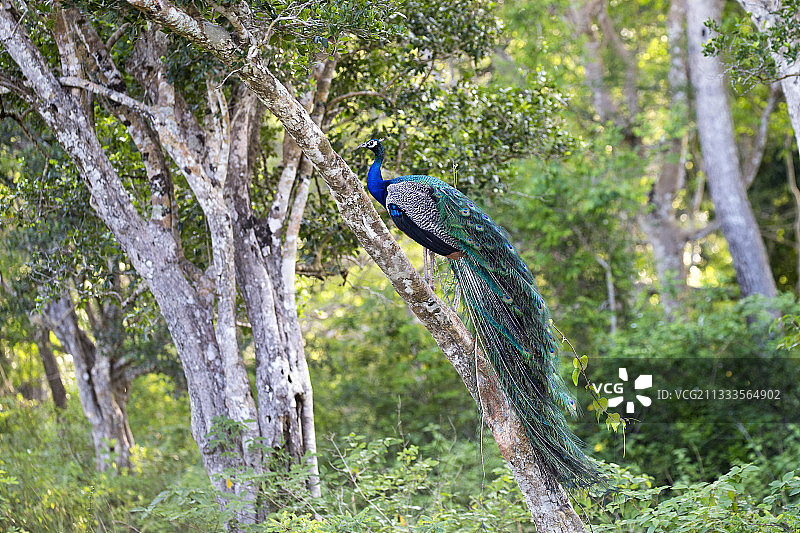 蓝孔雀，斯里兰卡西北海岸维勒帕图国家公园图片素材