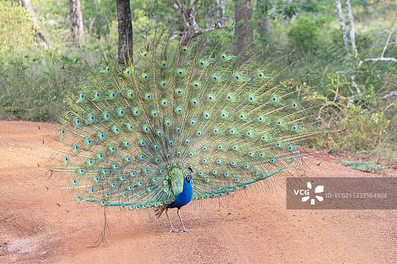 印度蓝孔雀（Pavo cristatus），雄性展示，位于斯里兰卡西北海岸的维尔帕图国家公园图片素材